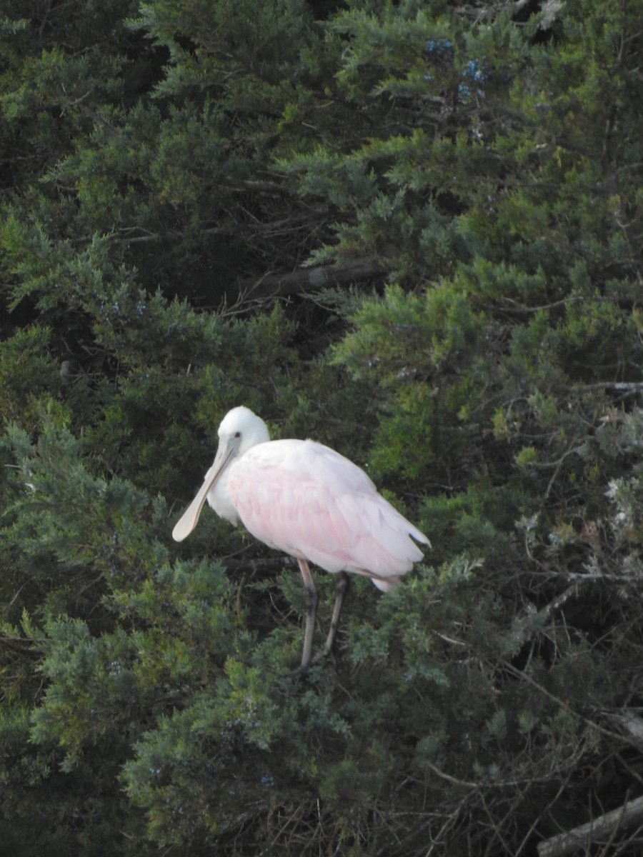 Roseate Spoonbill - ML613090857