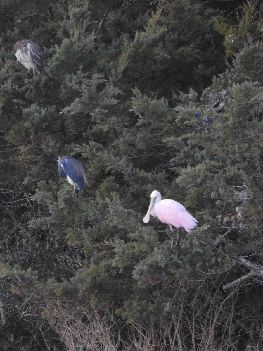 Roseate Spoonbill - ML613090858