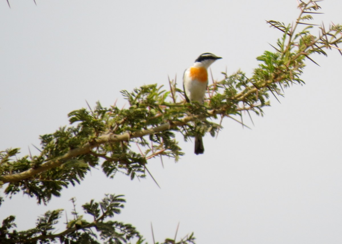 Minivet de Jerdon - ML613090865