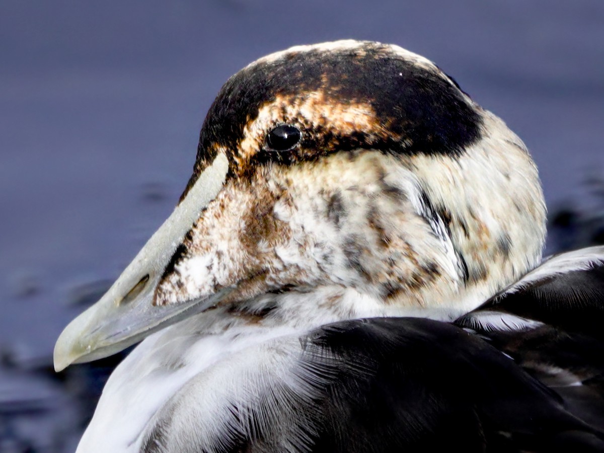 Common Eider - ML613090900