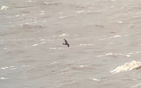 European Storm-Petrel - ML613090903