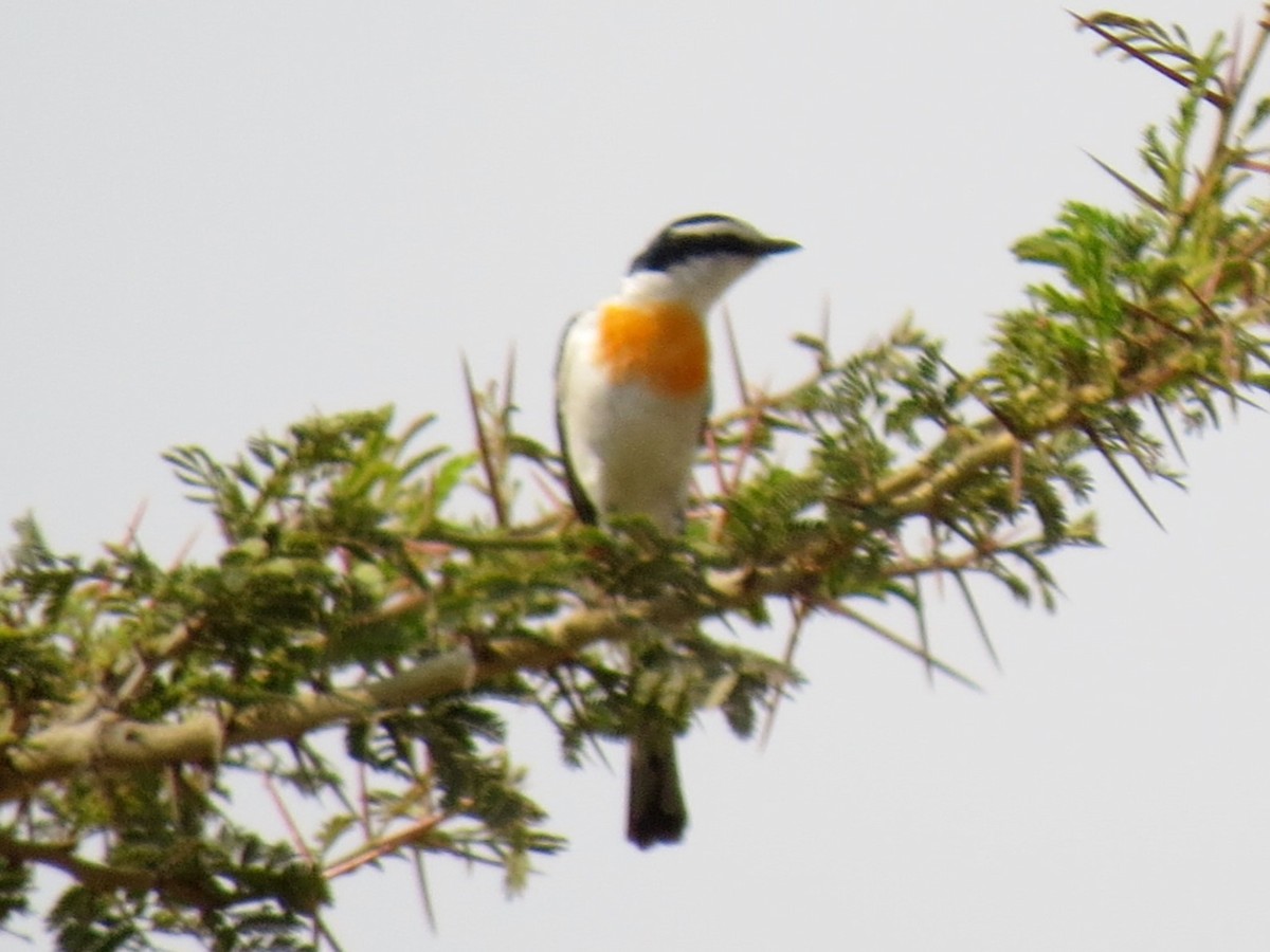 Jerdon's Minivet - Bob Hargis