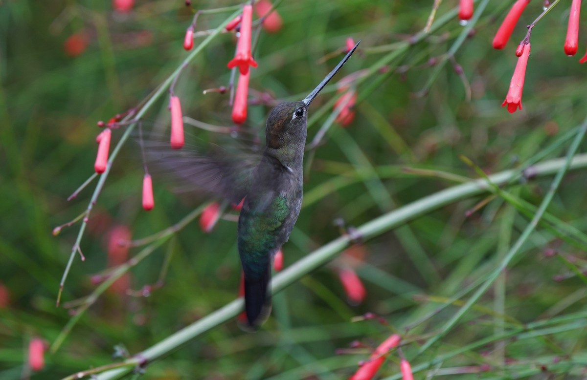 Green-fronted Lancebill - ML613090921