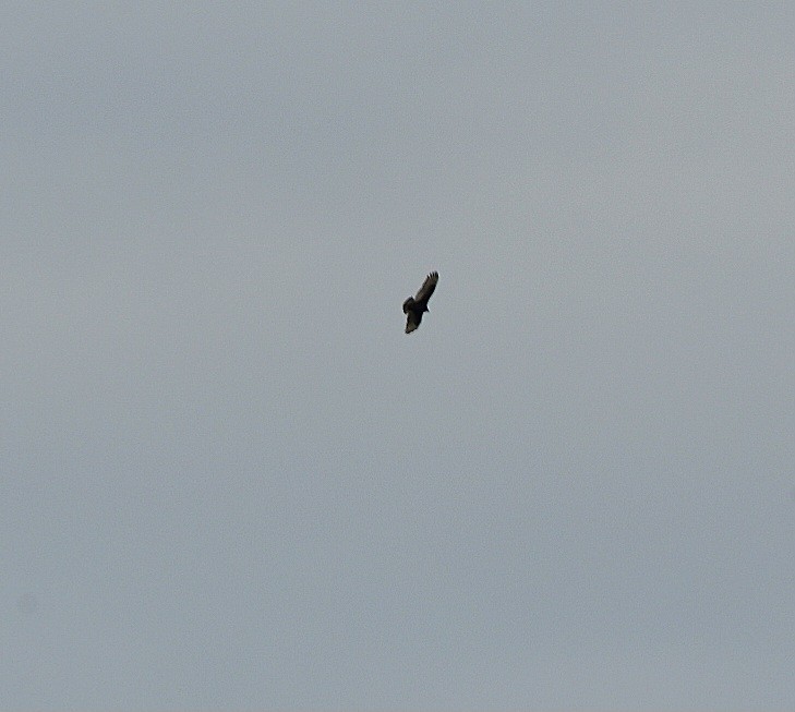 Turkey Vulture - ML613091030