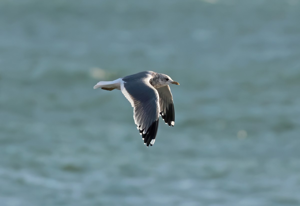 Common Gull (Kamchatka) - ML613091042