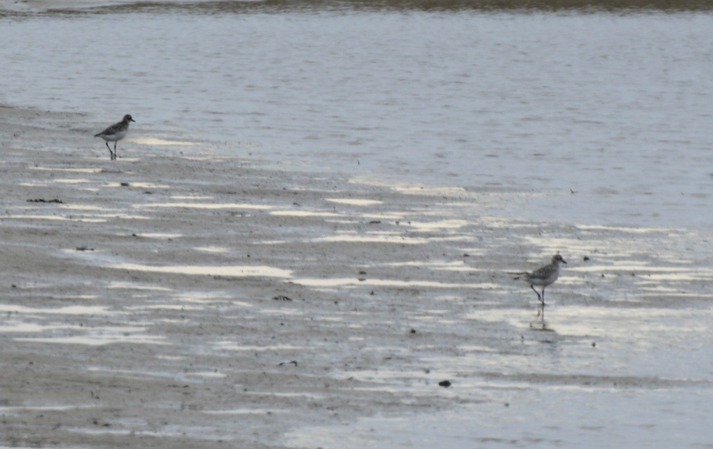 Black-bellied Plover - ML613091044