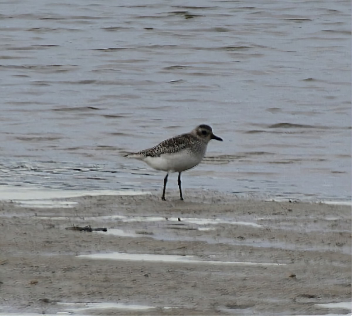 Black-bellied Plover - ML613091045