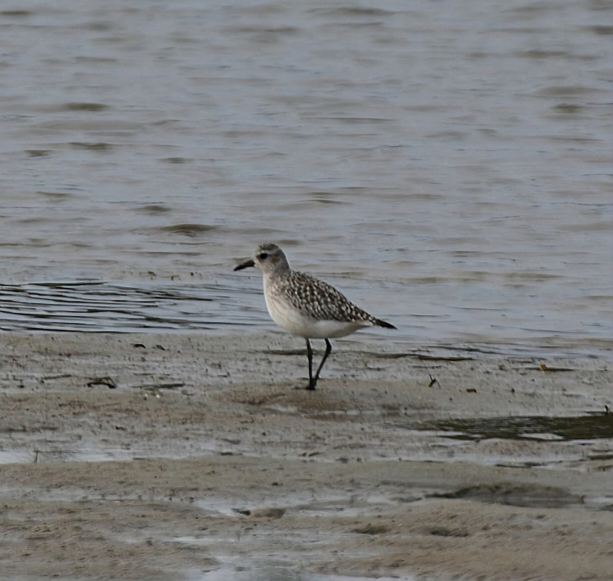 Black-bellied Plover - ML613091046