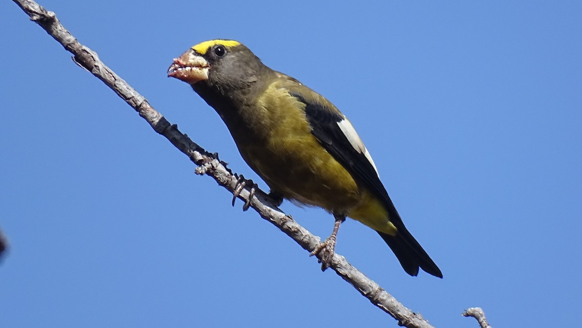 Evening Grosbeak - ML613091054