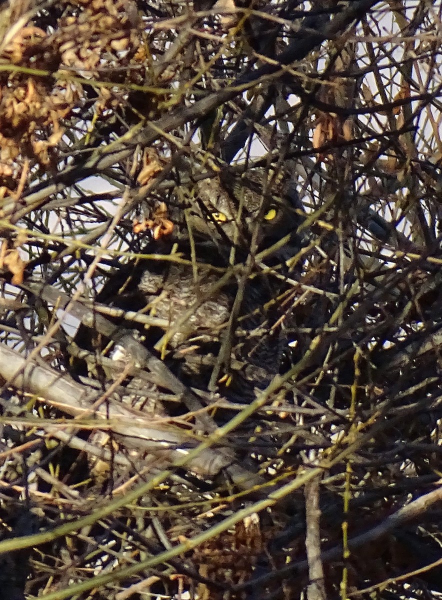 Great Horned Owl - ML613091105