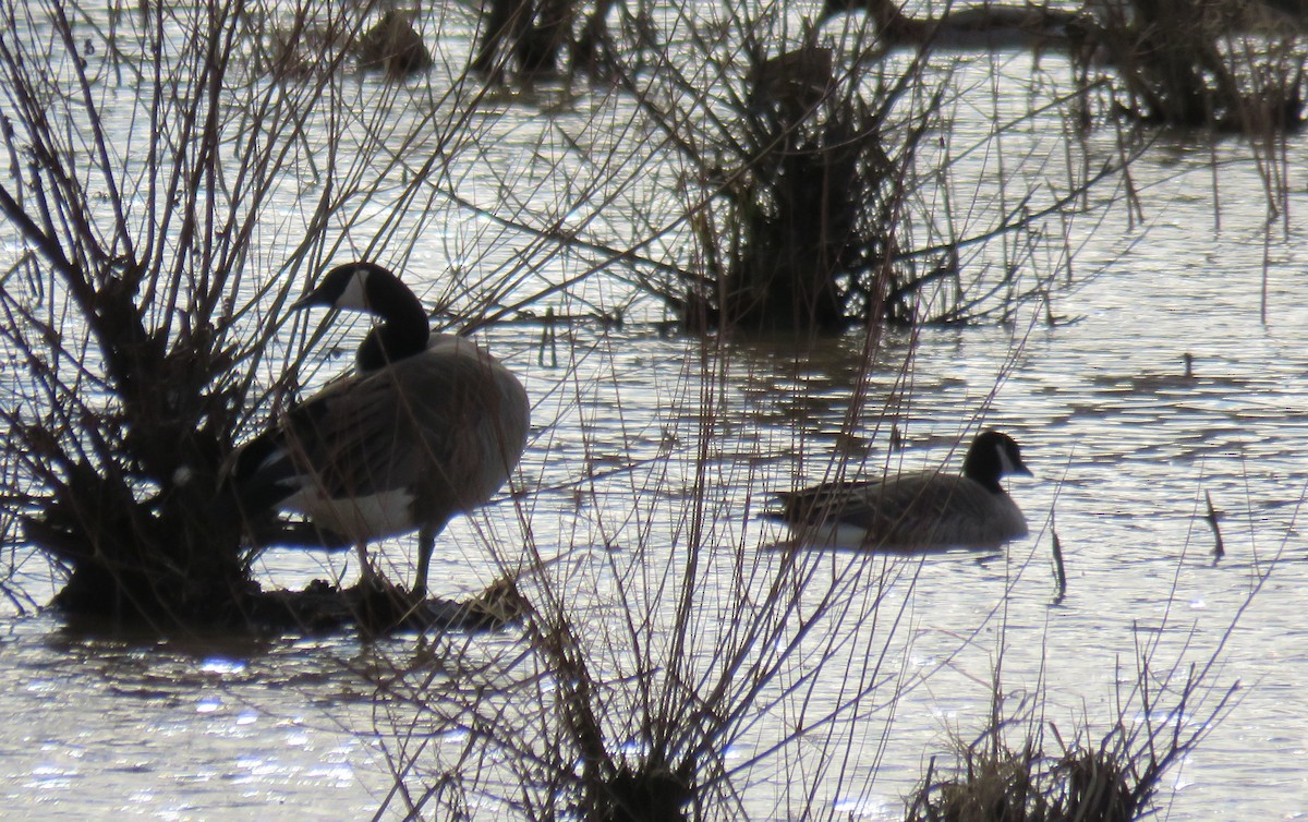 Cackling Goose - Toby Hardwick