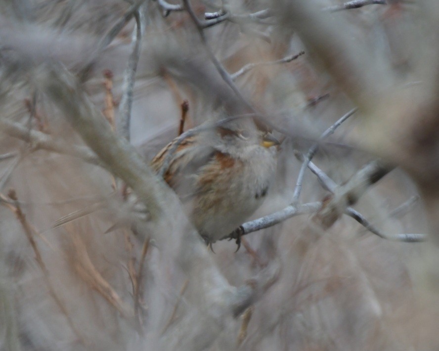 American Tree Sparrow - ML613091177