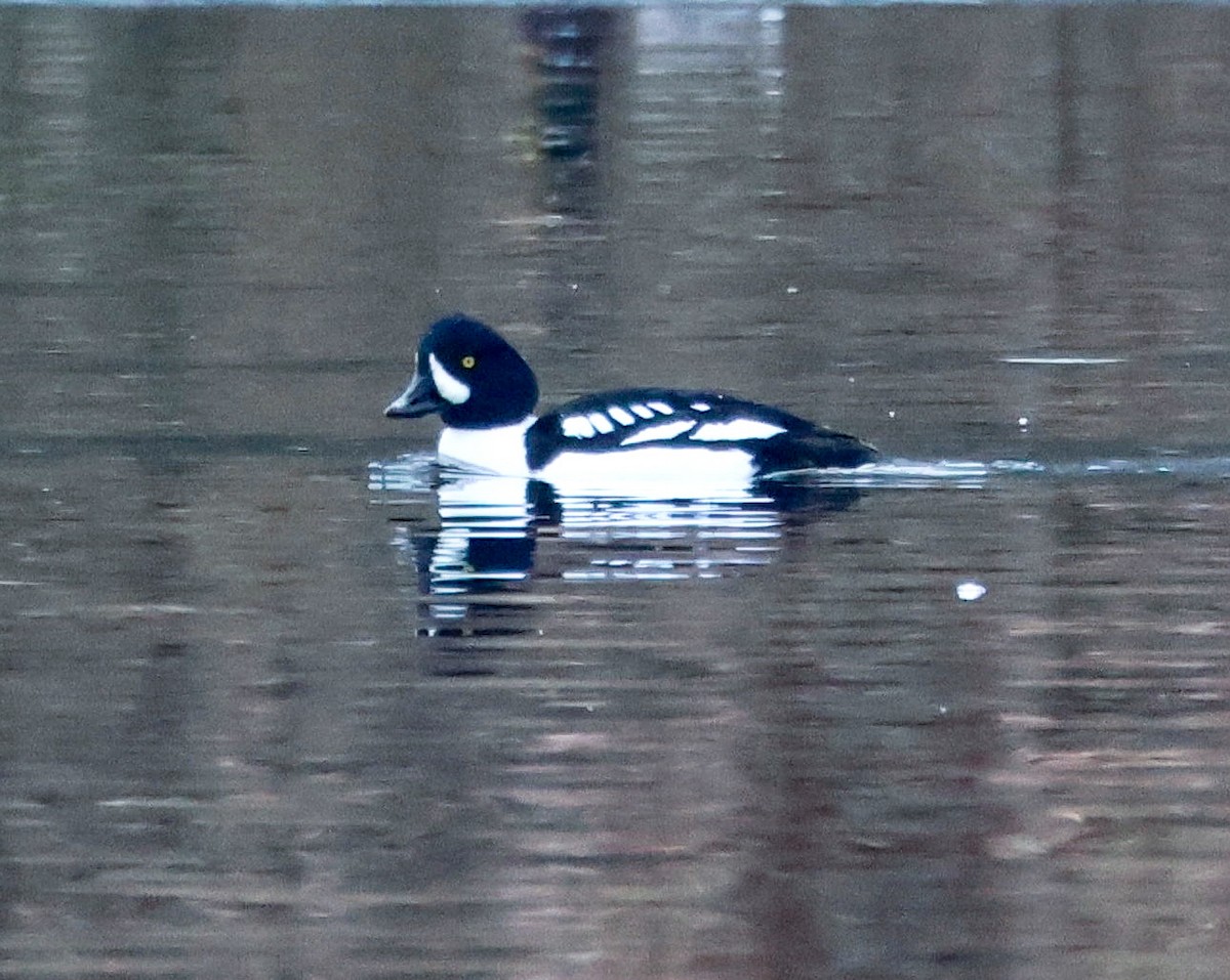 Barrow's Goldeneye - Lee Anne Beausang