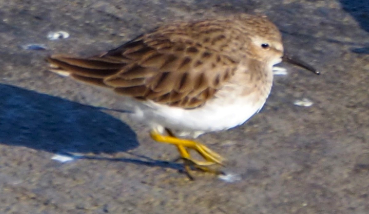 Least Sandpiper - ML613091191