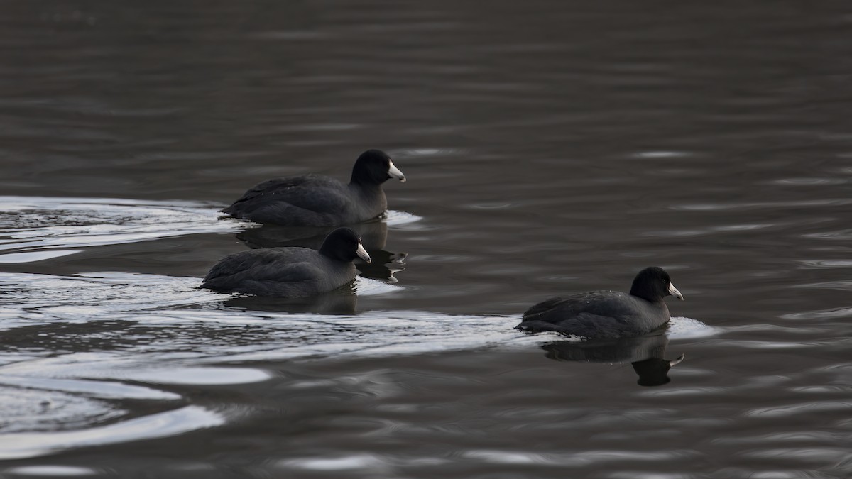 American Coot - ML613091204