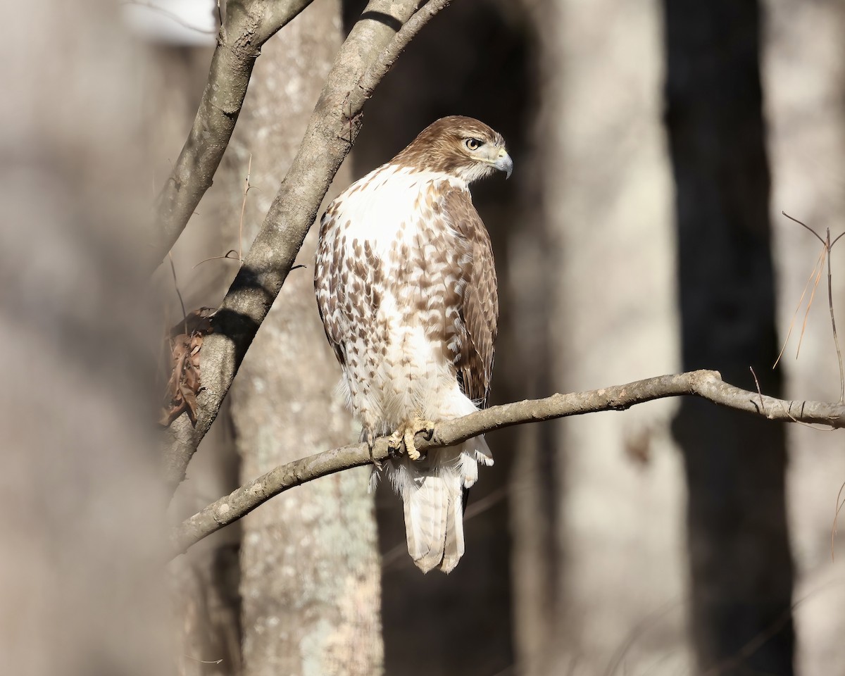 Red-tailed Hawk - ML613091230