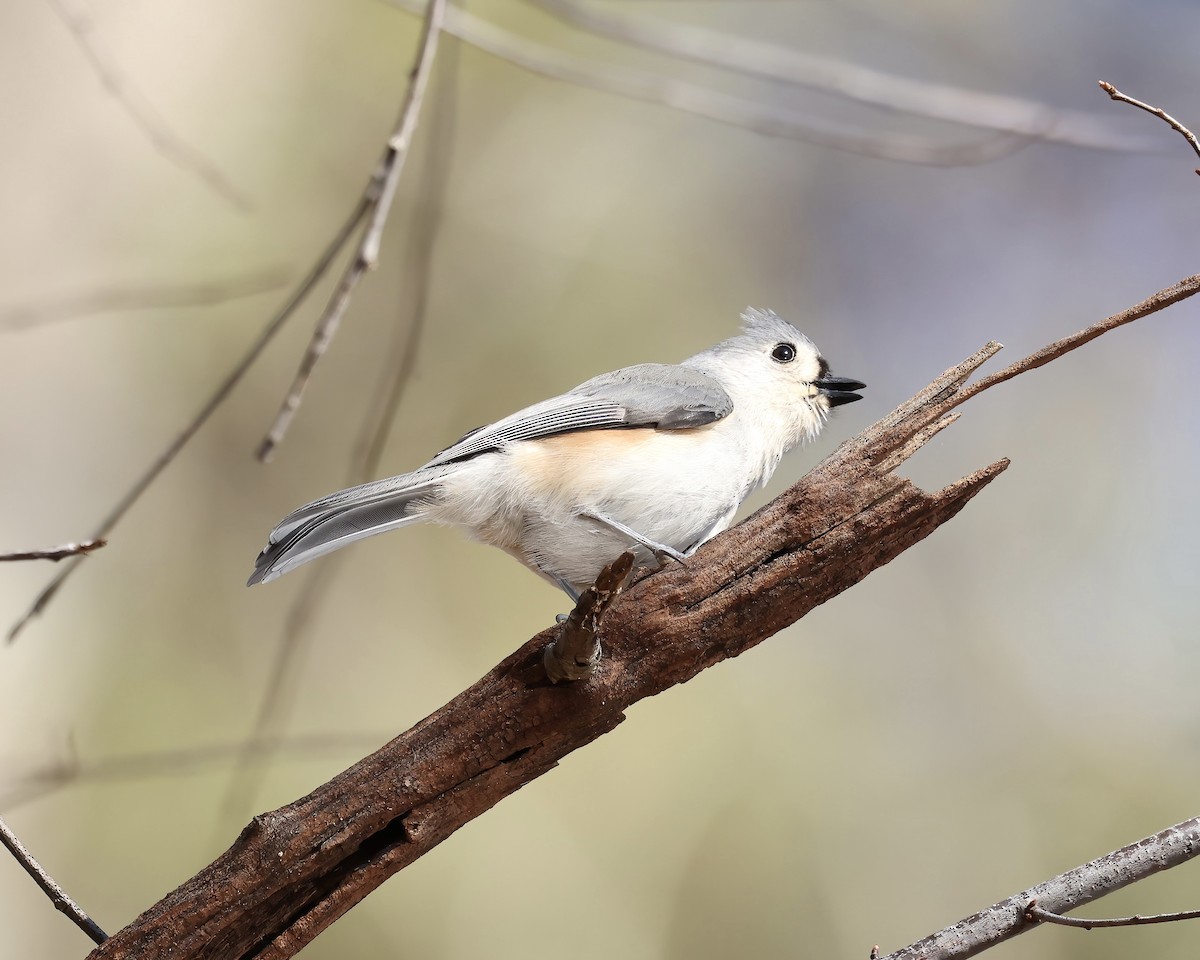 Tufted Titmouse - ML613091237