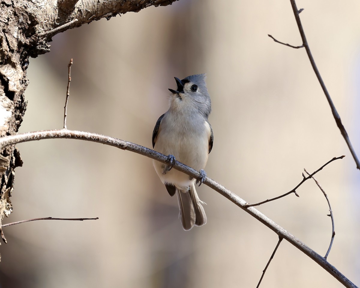 Tufted Titmouse - ML613091238
