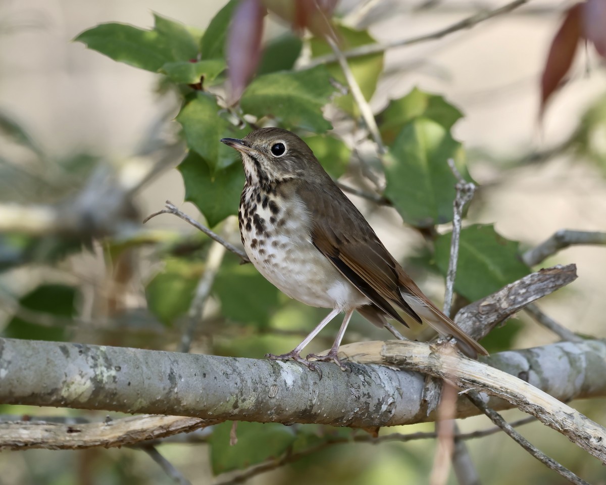 Hermit Thrush - ML613091244