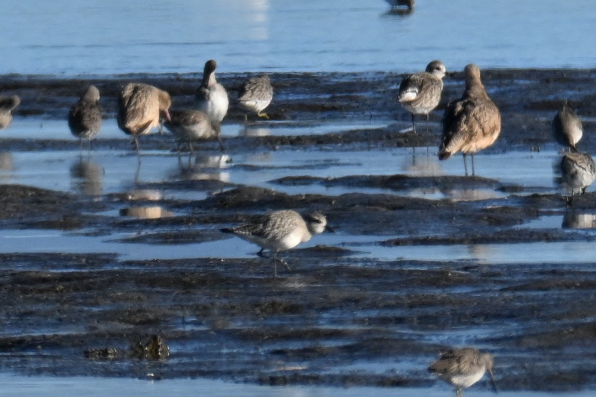 Black-bellied Plover - ML613091251