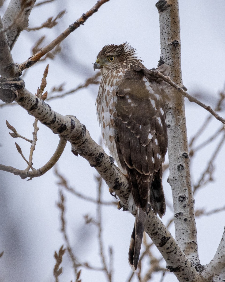 Cooper's Hawk - Tobin Brown