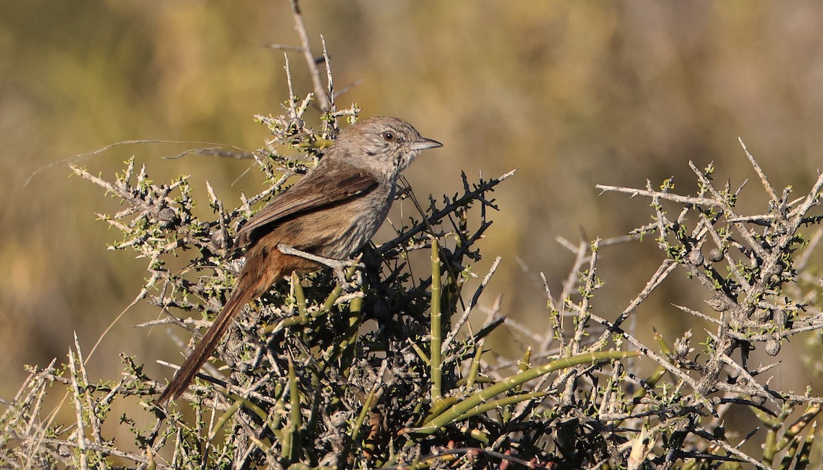 Patagonian Canastero - ML613091319