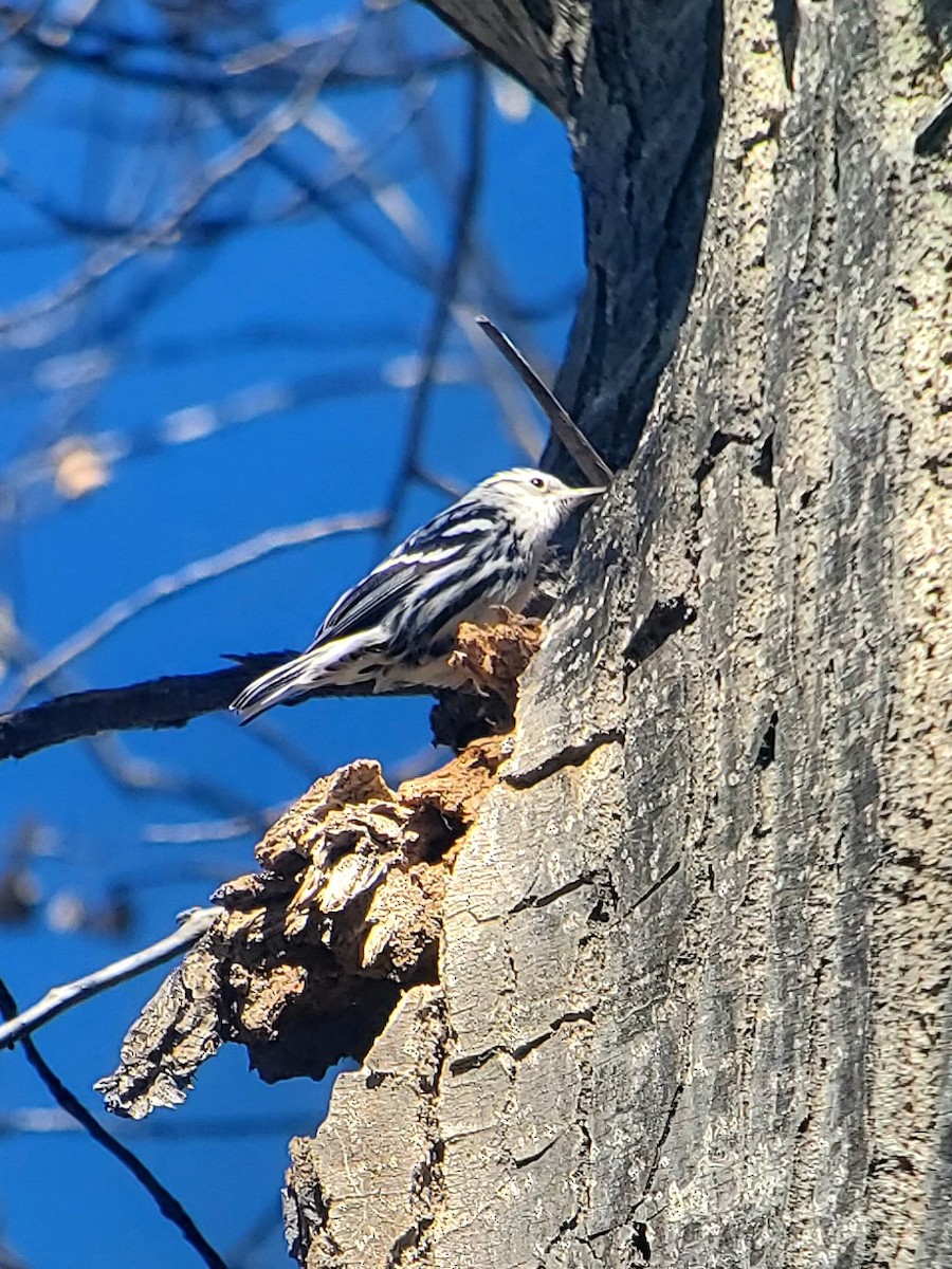 Black-and-white Warbler - Matt Cahill