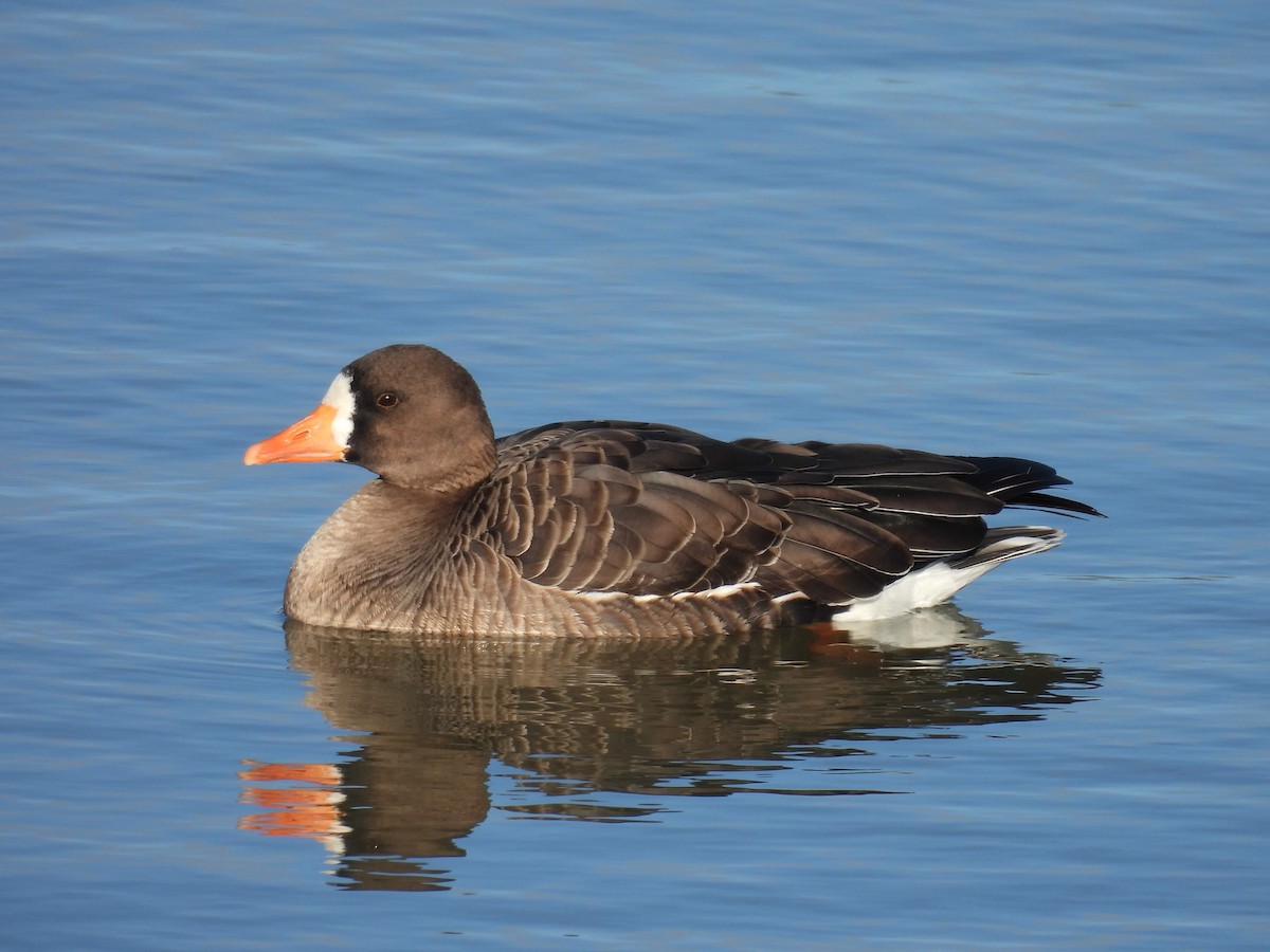 Greater White-fronted Goose (Greenland) - ML613091357