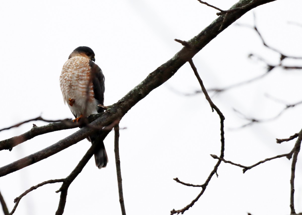 Sharp-shinned Hawk - ML613091452