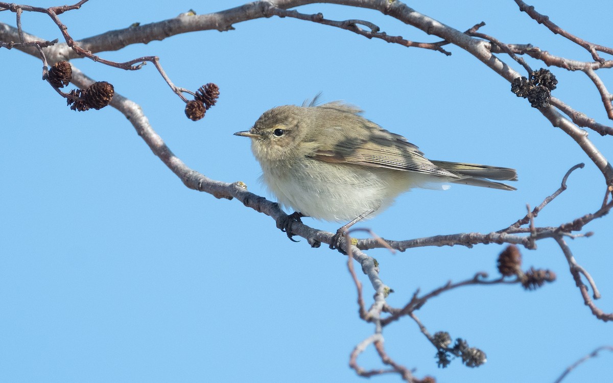 Common Chiffchaff - ML613091499