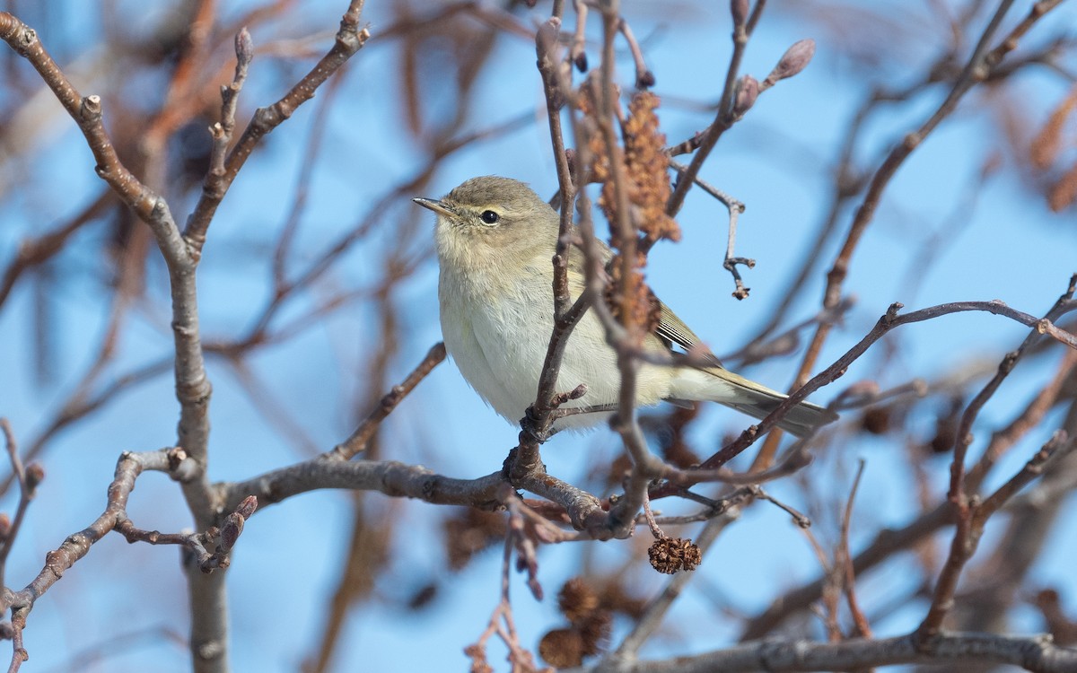 Common Chiffchaff - ML613091500