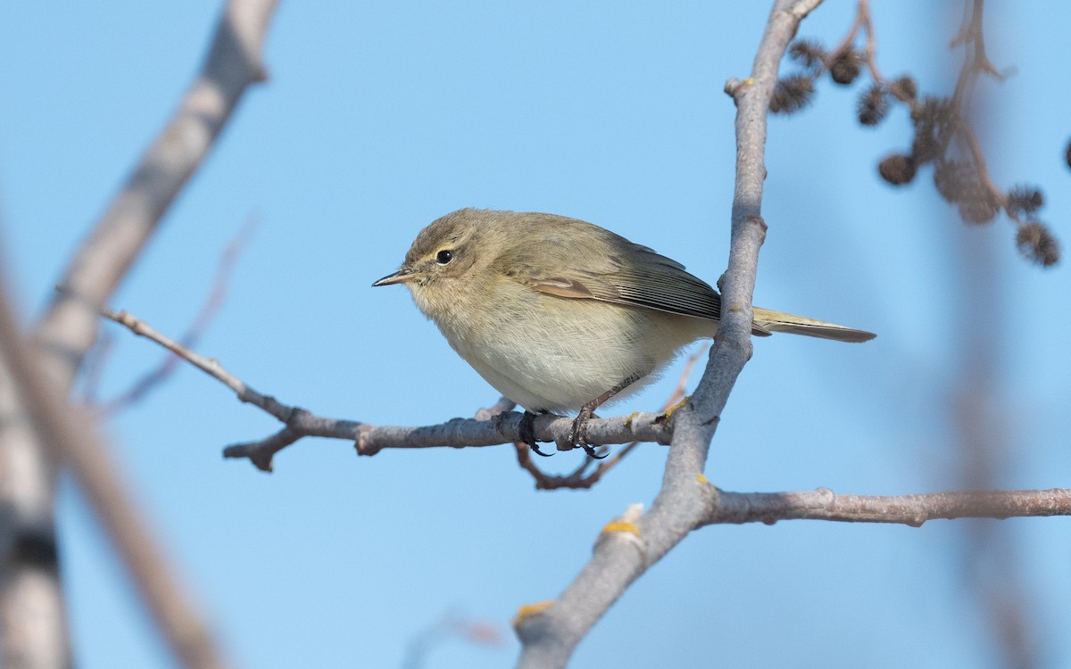 Common Chiffchaff - ML613091501