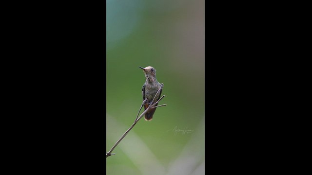 Frilled Coquette - ML613091510