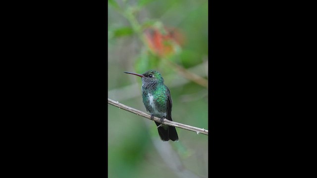 Glittering-throated Emerald - ML613091521