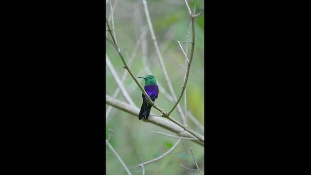 kolibřík nymfový - ML613091525
