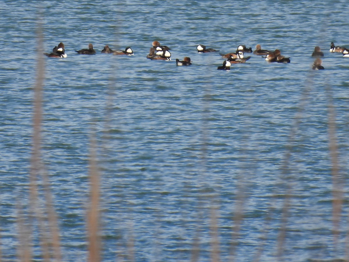 Hooded Merganser - ML613091675