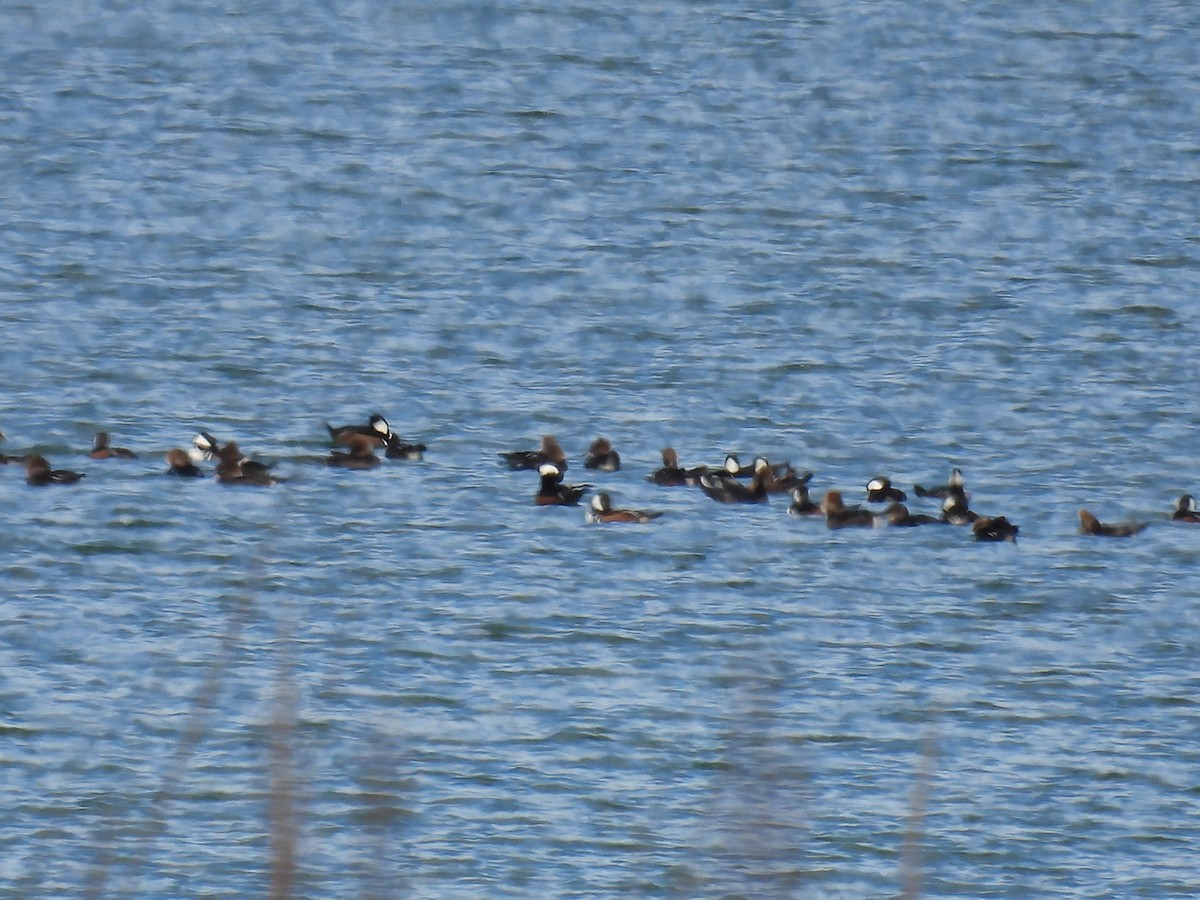 Hooded Merganser - Lisa Klepacz