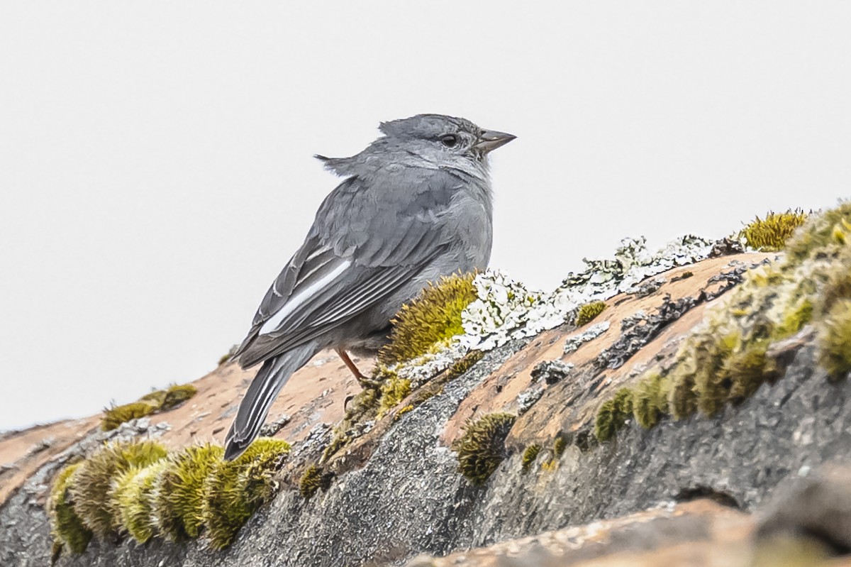 Plumbeous Sierra Finch - ML613091722