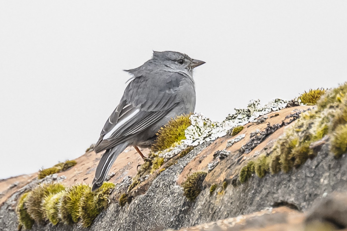 Plumbeous Sierra Finch - ML613091723