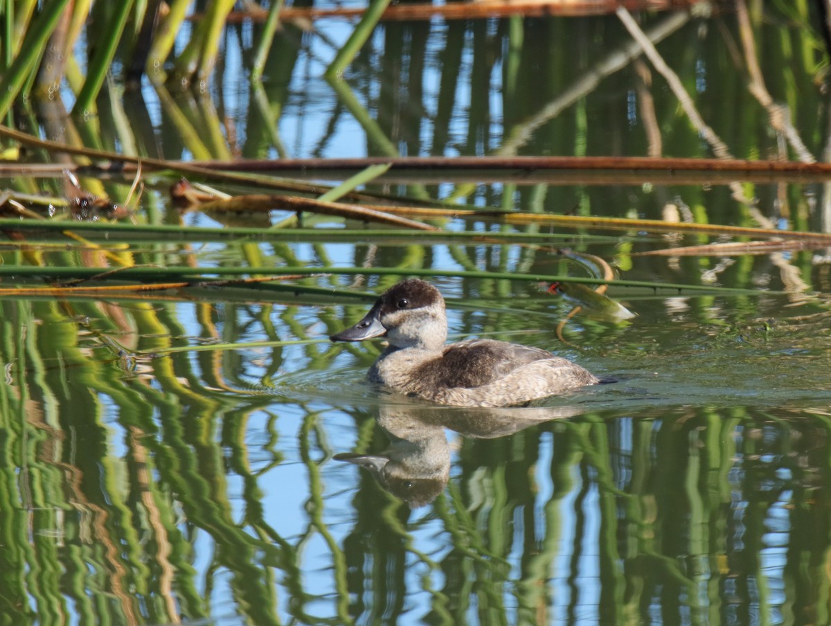 Ruddy Duck - Jamie Martin