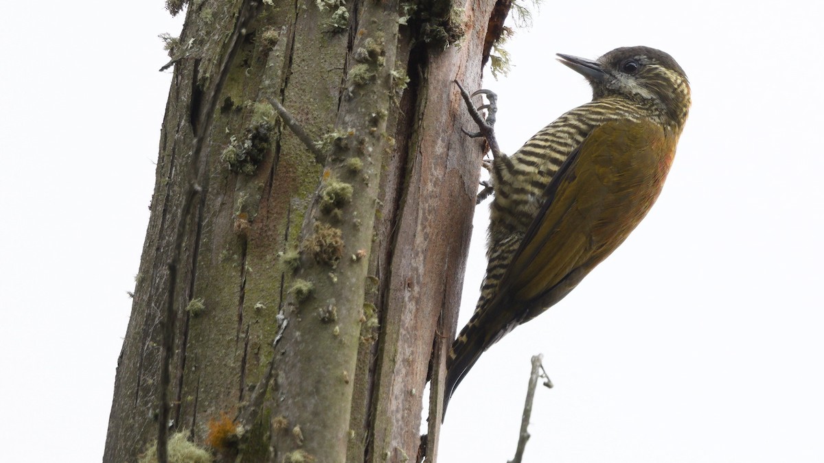 Bar-bellied Woodpecker - ML613091764