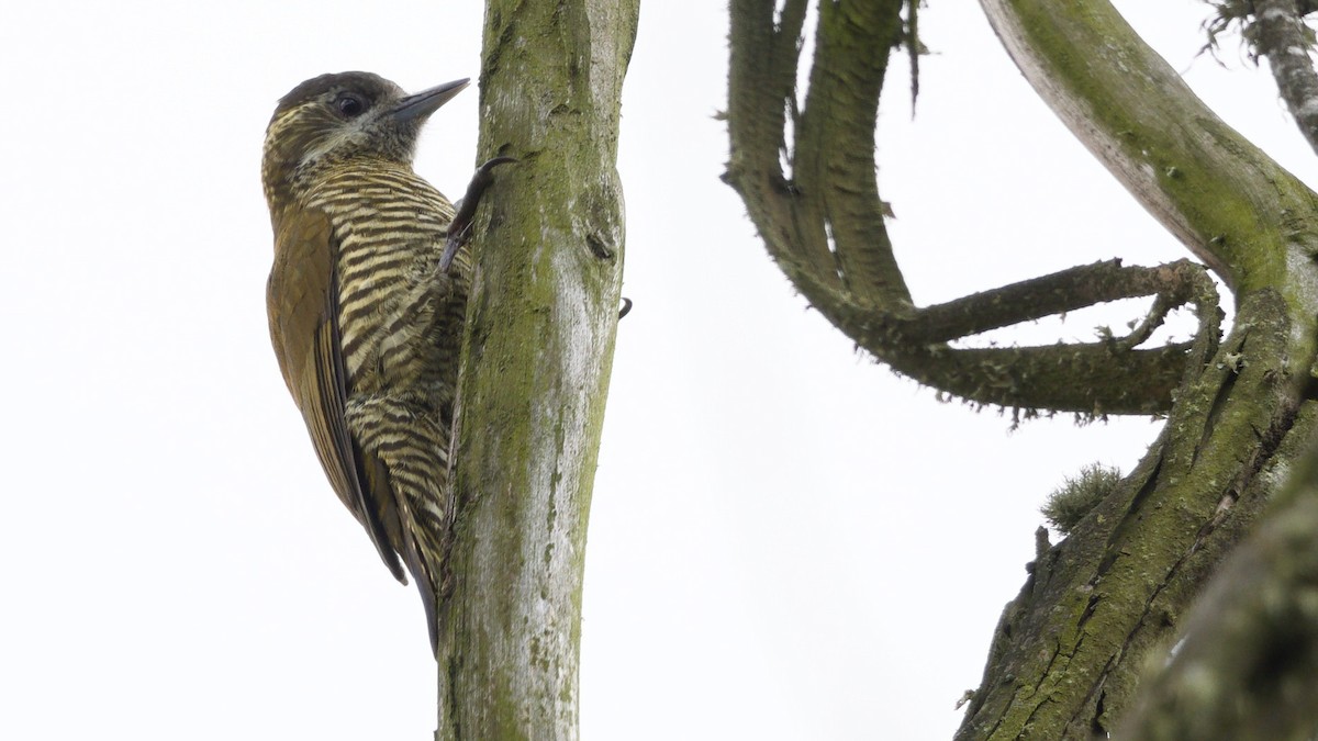 Bar-bellied Woodpecker - ML613091778