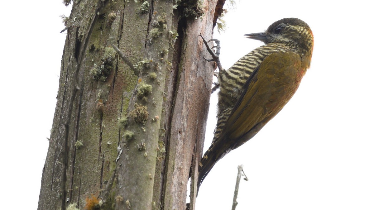 Bar-bellied Woodpecker - ML613091779