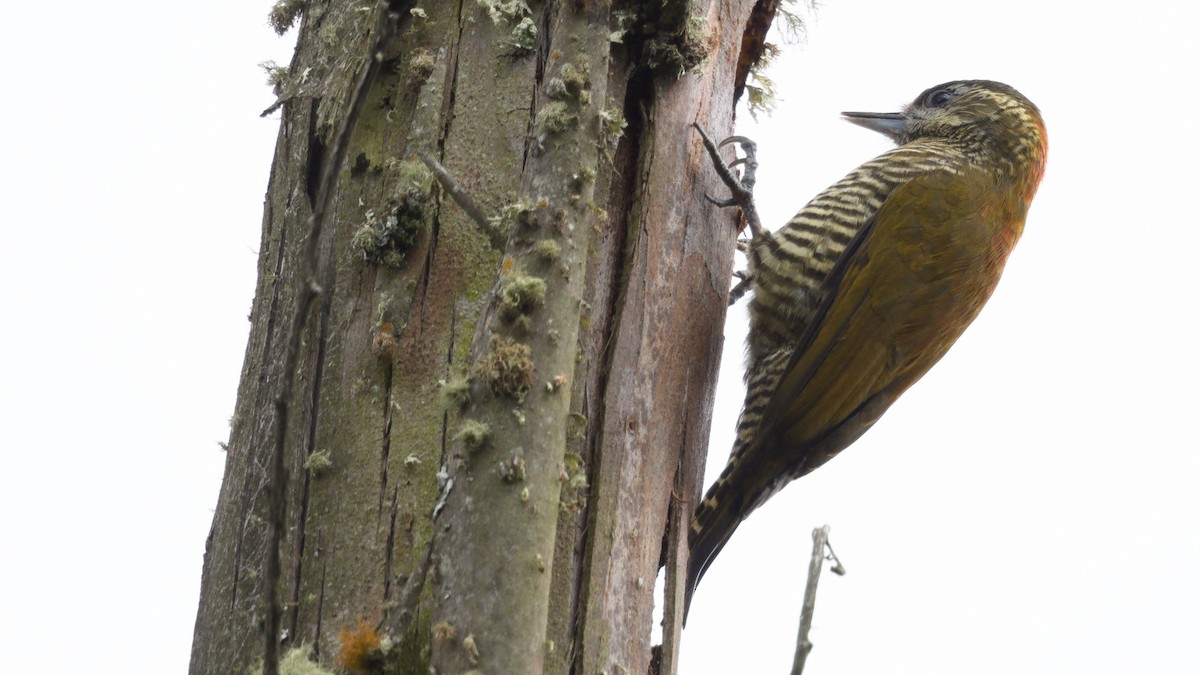 Bar-bellied Woodpecker - ML613091780