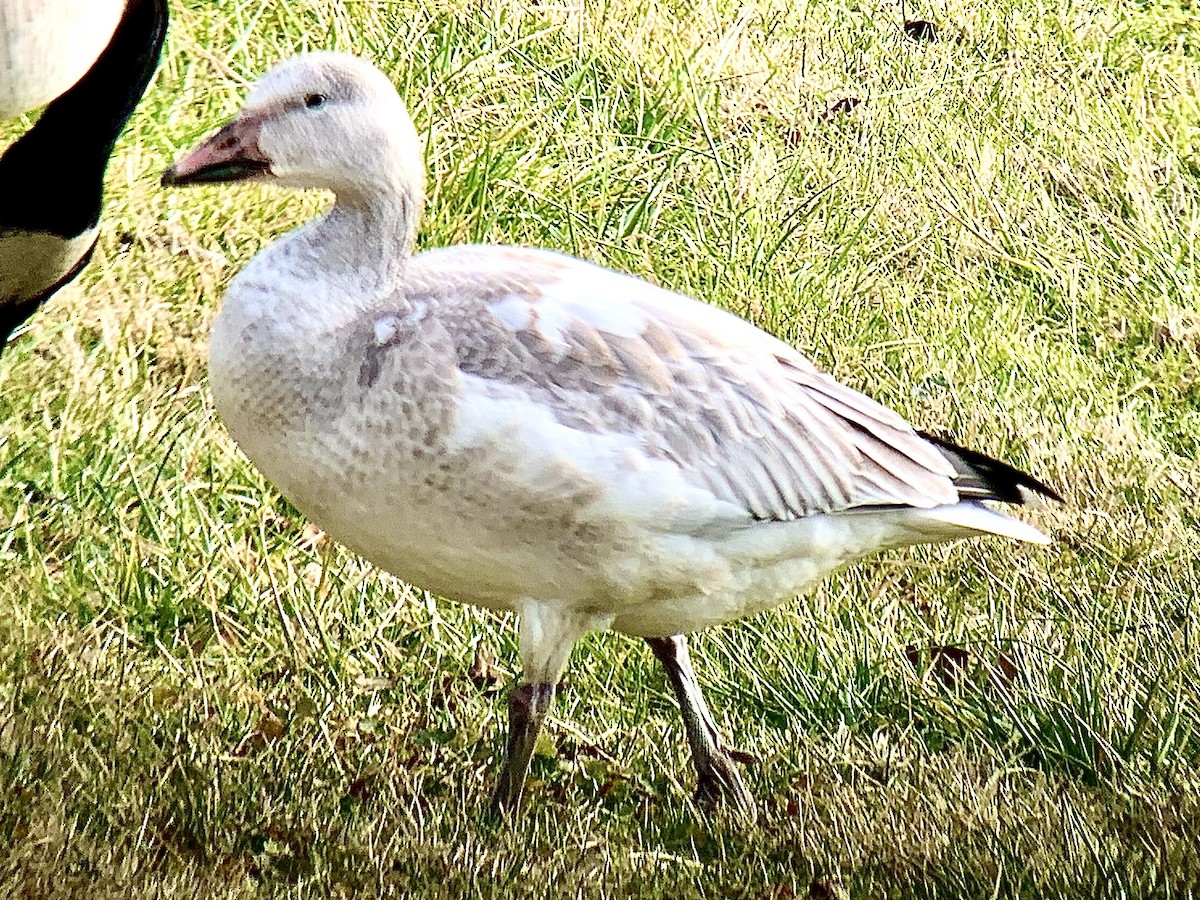 Snow Goose - ML613091781