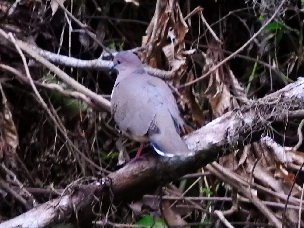 White-tipped Dove - ML613091786