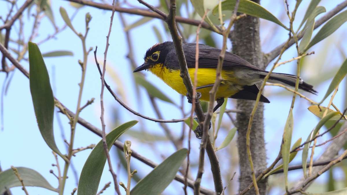 Spectacled Redstart - ML613091788