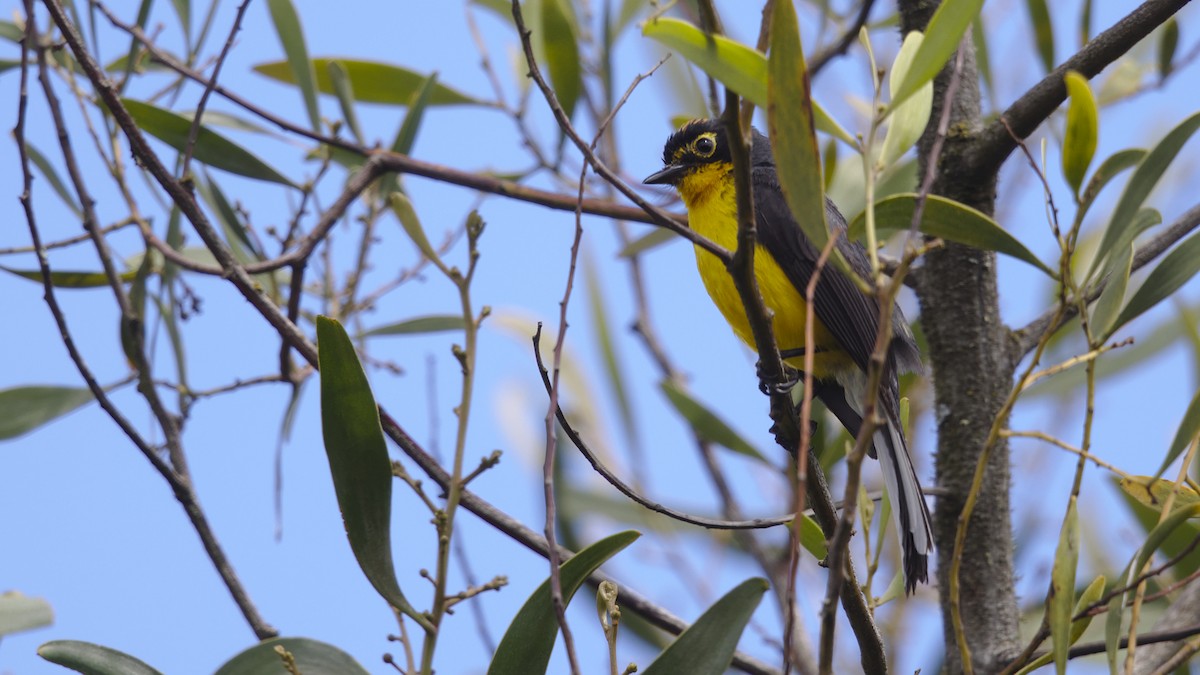 Spectacled Redstart - ML613091789