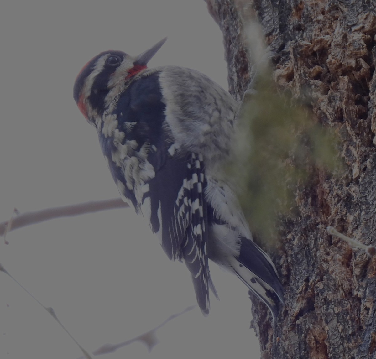 Red-naped Sapsucker - ML613091792