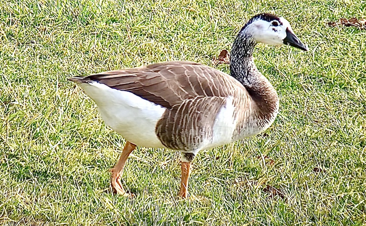 Domestic goose sp. x Canada Goose (hybrid) - ML613091793